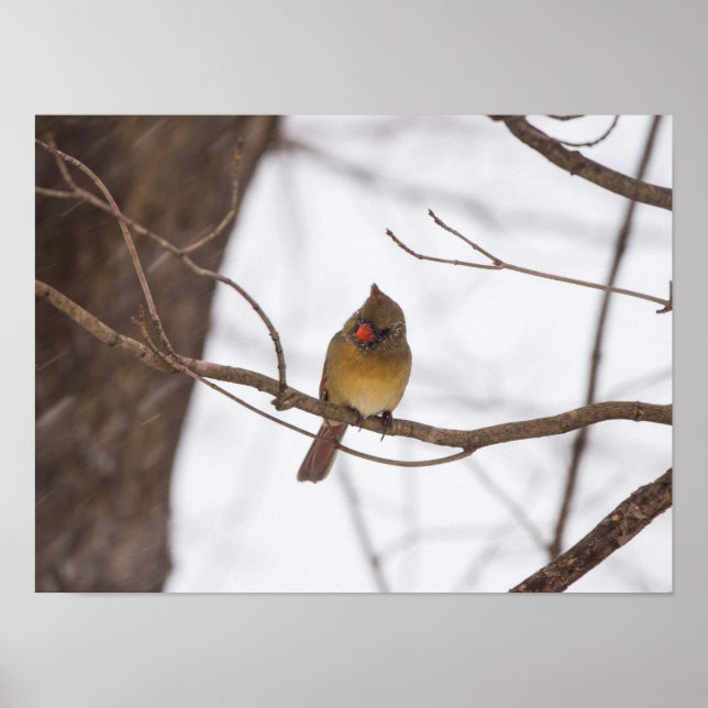 Poster La Neige Dit À Nouveau Mme Le Cardinal (Devant)