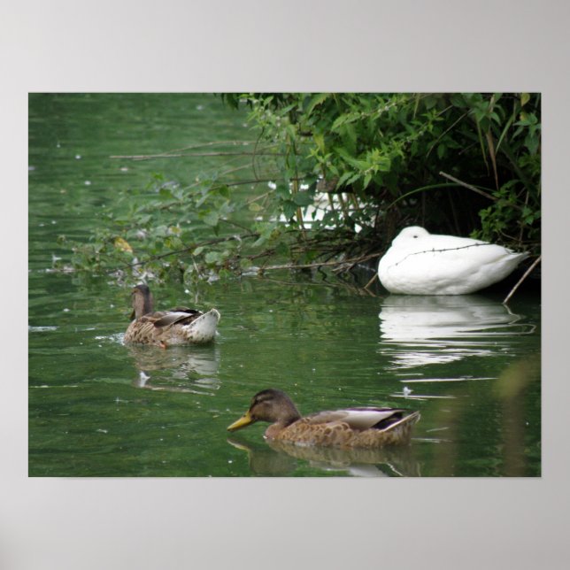 Poster Là où couchent les canards Imprimer (Devant)