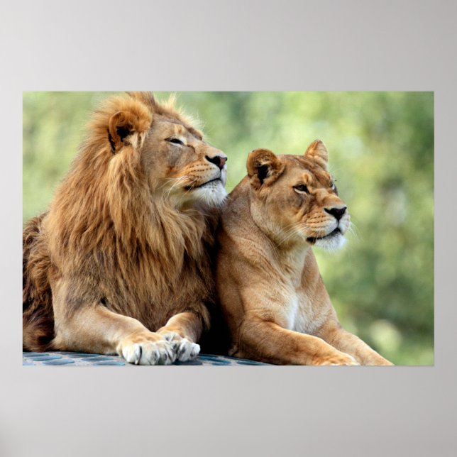 Poster La paire de lions et de lionnes (Devant)