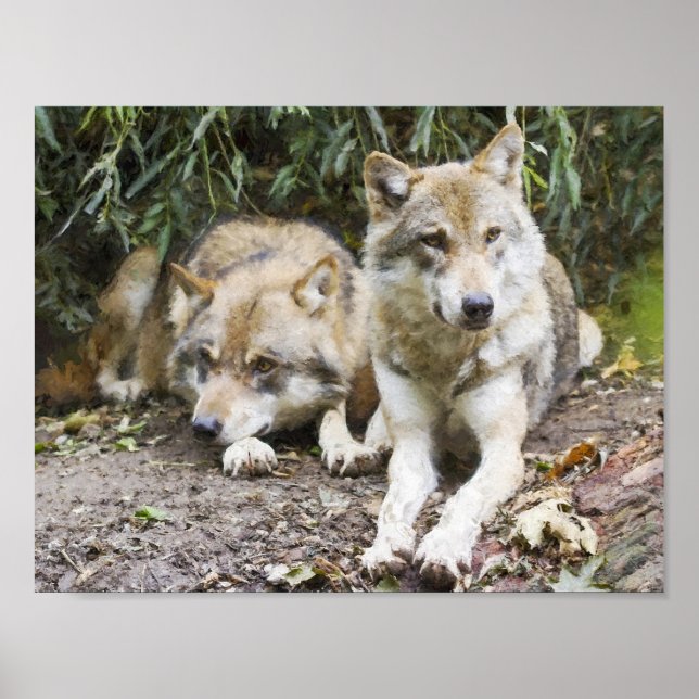 Poster La paire de loups se reposant dans la forêt fauniq (Devant)
