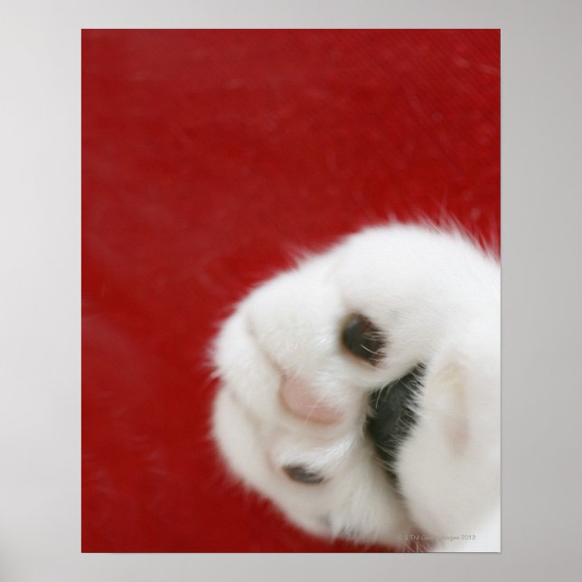 Poster La patte du chat (Devant)