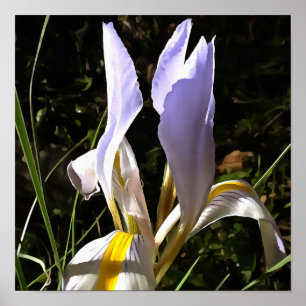 Poster La peinture Fleur sauvage algérienne Iris Hyperréa