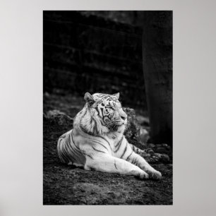 POSTER LA PENSÉE DU TIGRE