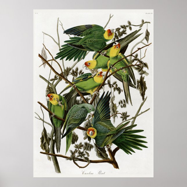 Poster La perruque de Caroline d'Audubon (Devant)
