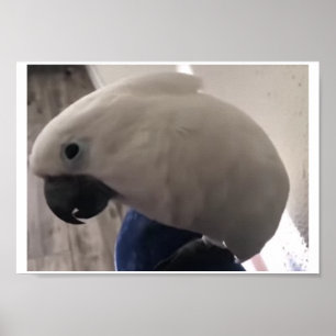 Poster la personnalité extraordinaire du cockatoo à parap