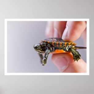 Poster La petit Tortue