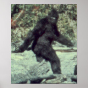 POSTER LA PHOTO ORIGINALE 1967 DE BIGFOOT SASQUATCH