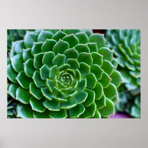 Poster La photographie de la nature verte et succulente