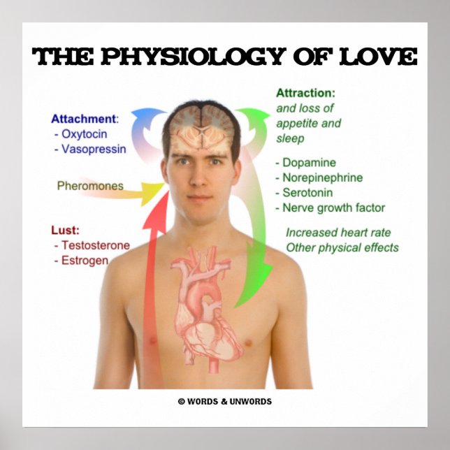 Poster La Physiologie De L'Amour (Symptômes De L'Amour) (Devant)
