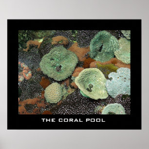 Poster La piscine de corail