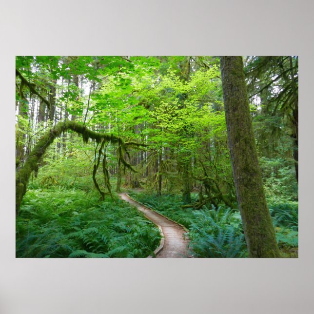 Poster La piste des Groves antiques au parc national olym (Devant)