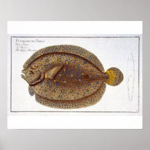 Poster La plaque Argus Flounder (Pleuronectes Argus) XLVI