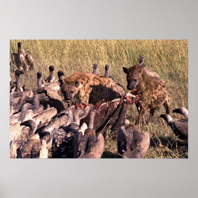 Poster La proie de Hyena avec vautours (Devant)