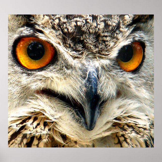 Poster La proie en vue (Devant)