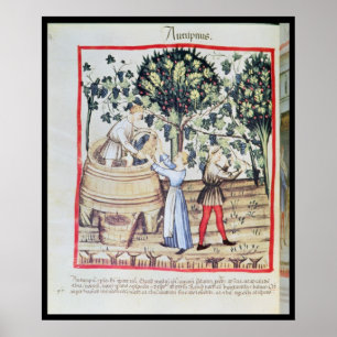 Poster La récolte de raisin, 13ème siècle