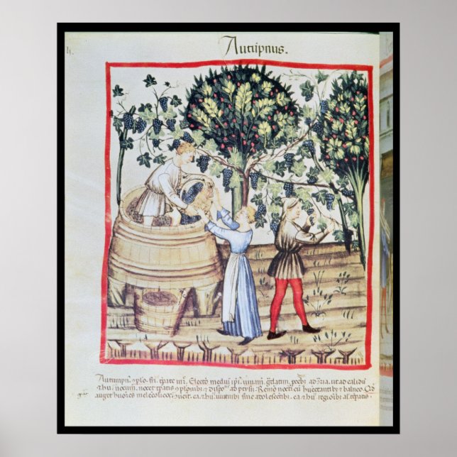 Poster La récolte de raisins, 13ème siècle (Devant)