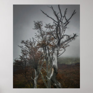 Poster La résilience de la nature : forêt de Terre de Feu