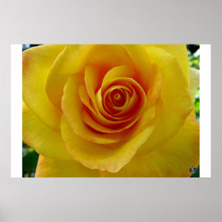 Poster La rose jaune
