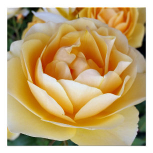 Poster La rose jaune