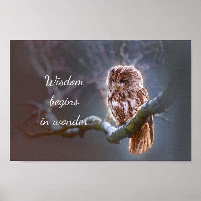 Poster La sagesse commence dans Wonder // Owl (Devant)