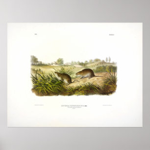 Poster La souris de prairie Wilson (Meadow Vole) par Audu