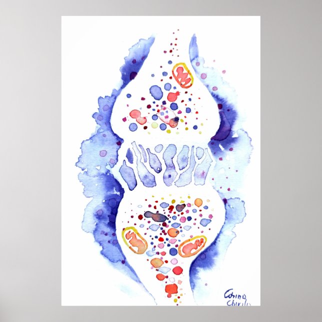 Poster La synapse et l'impulsion nerveuse (Devant)