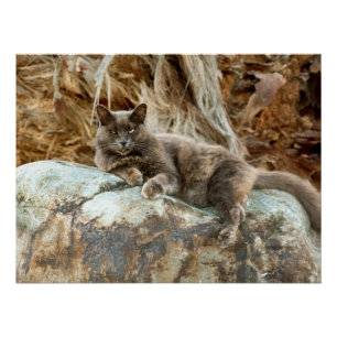 Poster La taie d'oreiller de chat