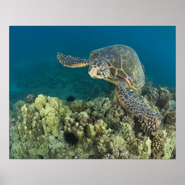 Poster La tortue verte, (Chelonia mydas), est le (Devant)