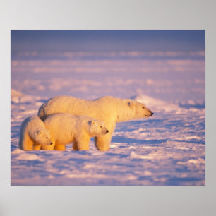 Poster La truie d'ours blanc avec le ressort met bas sur