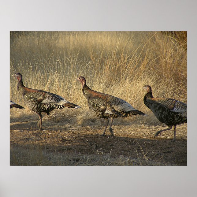 Poster La Turquie marche au coucher du soleil (Devant)