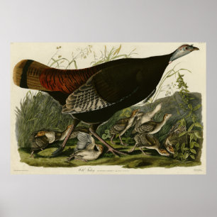 Poster La Turquie sauvage des oiseaux d'Amérique d'Audubo