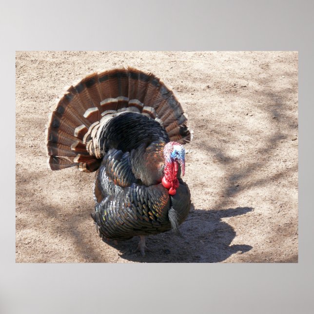 Poster La Turquie sauvage du Rio Grande (Devant)