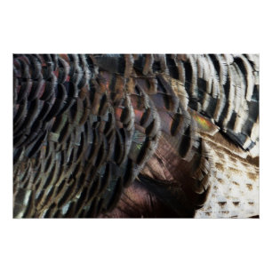 Poster La Turquie sauvage Plumes I Abstrait Nature Design