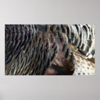 La Turquie sauvage Plumes I Abstrait Nature Design