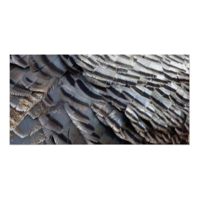 Poster La Turquie sauvage plumes II Design Abstrait de la (Devant)