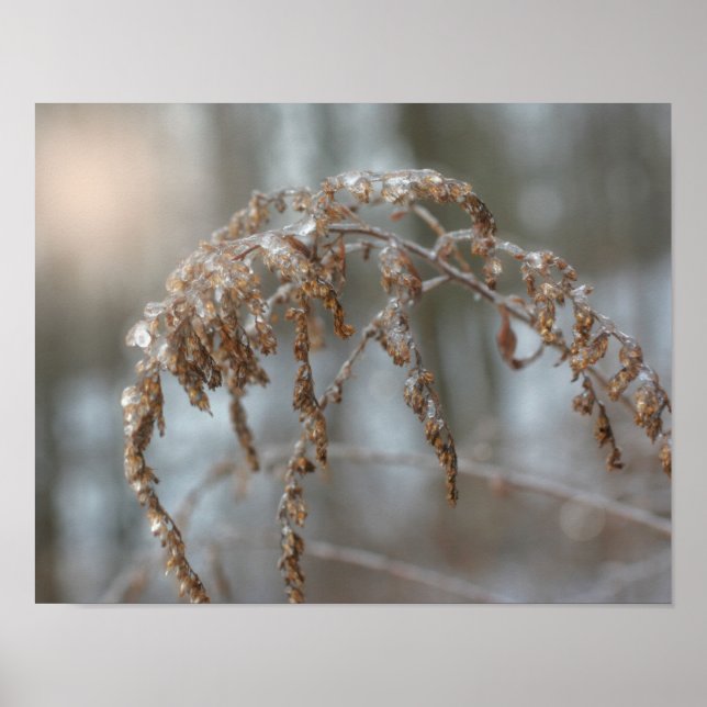 Poster La verge d'or après la tempête de glace Nature (Devant)