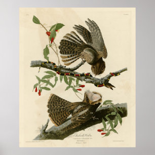 Poster La veuve de Chuck-will - Les oiseaux d'Amérique d'