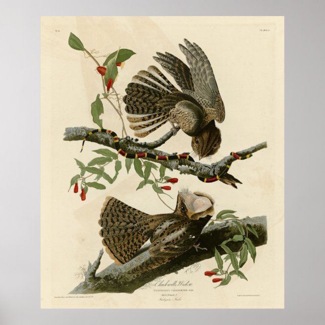 Poster La veuve de Chuck-will - Les oiseaux d'Amérique d' (Devant)