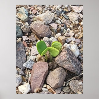 Poster La vie dans les rochers Photo