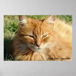 Poster La vie du chat - Amarillo Dormir
