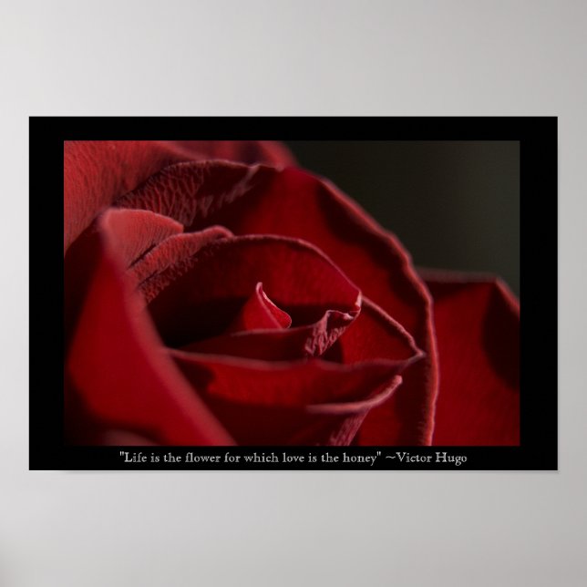 Poster La vie est la Fleur - Rose rouge (Devant)