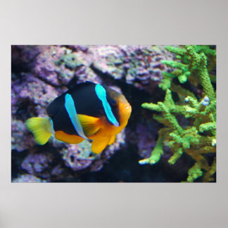 Poster La vie marine colorée