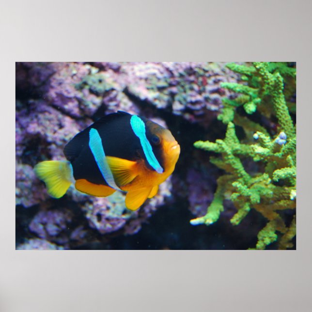 Poster La vie marine colorée (Devant)