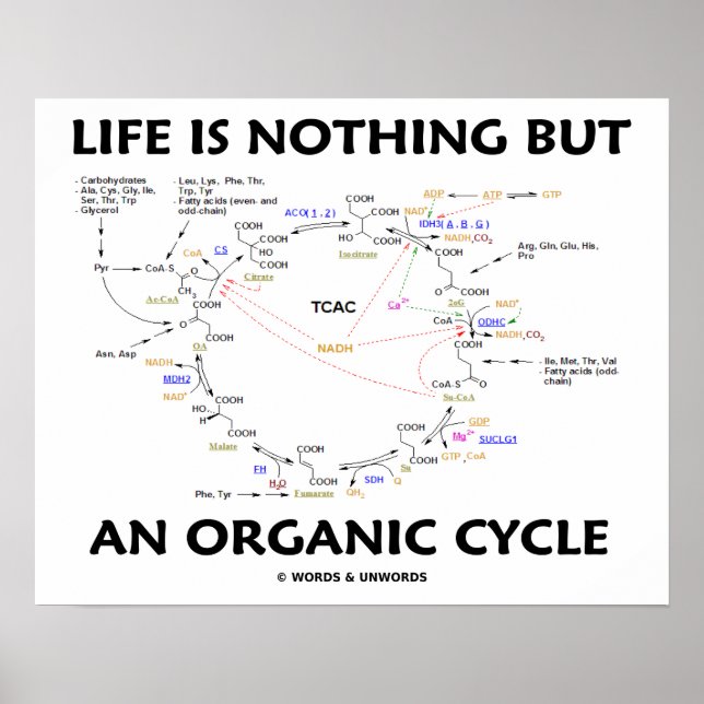 Poster La Vie N'Est Rien D'Autre Qu'Un Cycle De Krebs À C (Devant)