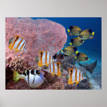 La vie sur la barrière de corail - Corail et poiss