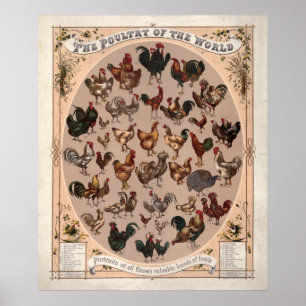 Poster La volaille du monde races Vintages de poulet
