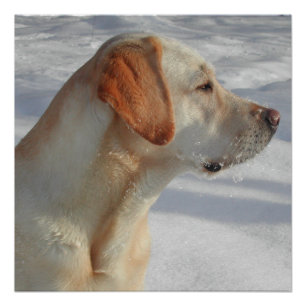 Poster laboratoire jaune 4