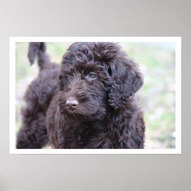 Poster Labradoodle noir (Devant)