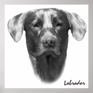 Poster Labrador Chien classique
