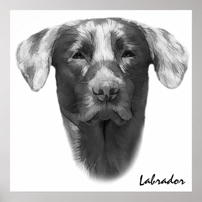 Poster Labrador Chien classique (Devant)